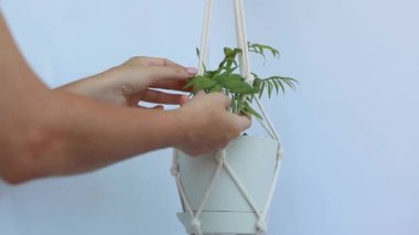 Kadınların elleri Ficus Stevina 'yı sular..