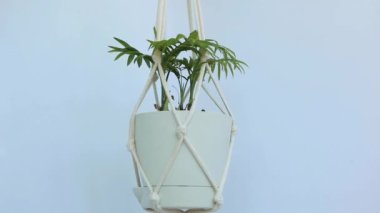 Kadınların elleri Chamaedorea yapraklarına su püskürtür.