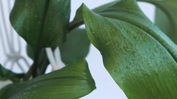 Wassertropfen auf den Blättern der Eucharistie. — Stockvideo