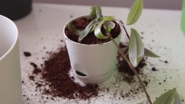 Уход за домашними растениями — стоковое видео