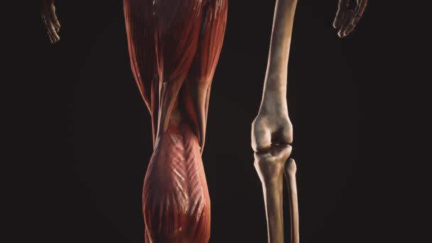 Sistema muscular y esquelético del cuerpo humano — Vídeo de stock