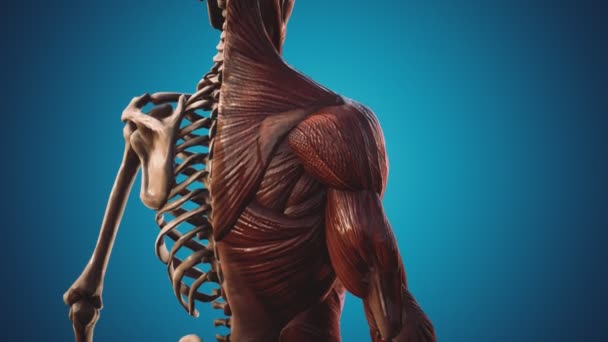 Sistema muscular y esquelético del cuerpo humano — Vídeo de stock