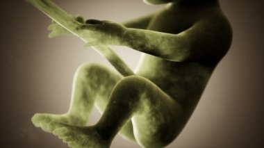 Bir insan fetüsünün tıbbi 3 boyutlu animasyonu