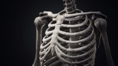 Tam bir insan iskeleti