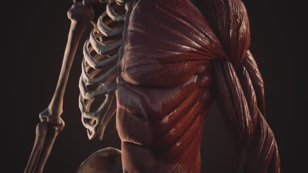 Muscular and skeletal system of human body — Stock Video