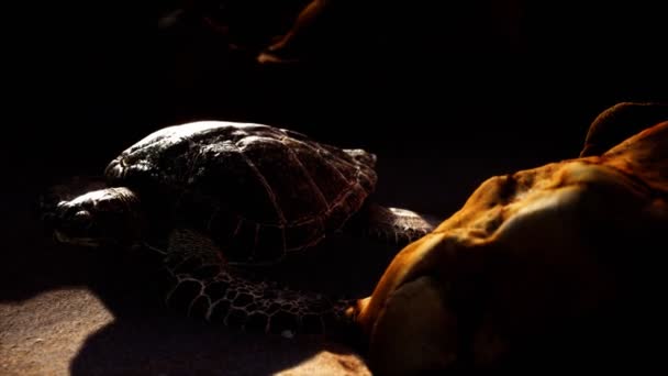 Tartaruga marina sulla sabbia della spiaggia — Video Stock