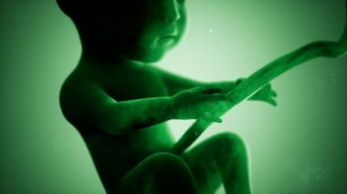 Bir insan fetüsünün tıbbi 3 boyutlu animasyonu