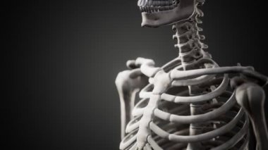 Tam bir insan iskeleti