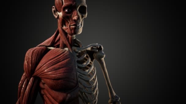 Muscular and skeletal system of human body — Stock Video