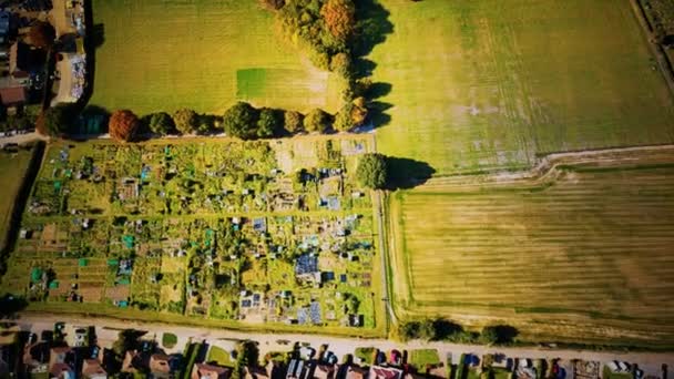 Campos verdes vista aérea antes da colheita no verão — Vídeo de Stock