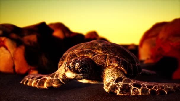 Tortuga marina en la arena de playa — Vídeos de Stock