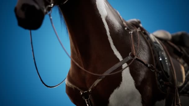 Zadel met beugels op de rug van een paard — Stockvideo