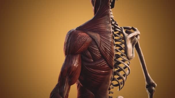 Muskel- och skelettsystem i människokroppen — Stockvideo