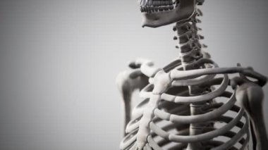 Tam bir insan iskeleti