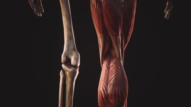 М'язова і скелетна система людського тіла — стокове відео