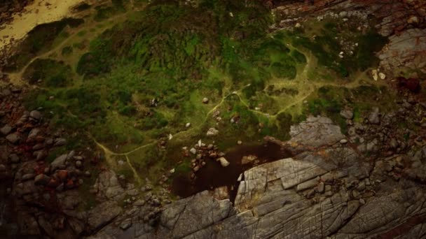 Green moss and dried death black moss marks over beach rocks — Stock Video