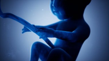 Bir insan fetüsünün tıbbi 3 boyutlu animasyonu