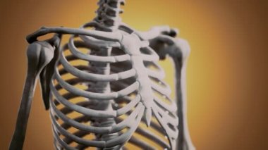 Tam bir insan iskeleti