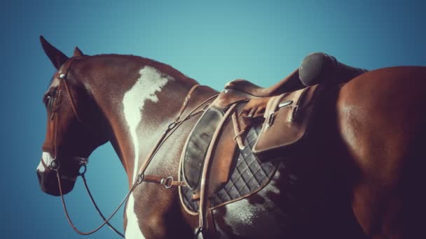 Saddle with stirrups on a back of a horse — Stock Video