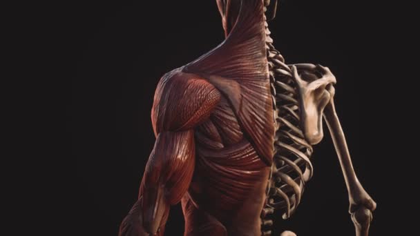 Sistema muscular y esquelético del cuerpo humano — Vídeos de Stock