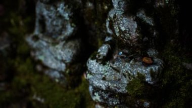 Japonya, Kyoto 'da Buda' nın taş heykeli