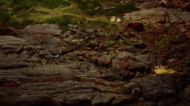 Yeşil yosun ve kurumuş ölüm plaj kayalarının üzerinde siyah yosun izleri var.