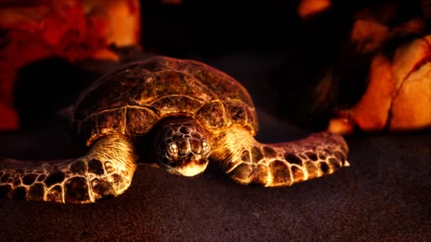 Θαλάσσια χελώνα στην άμμο της παραλίας — Αρχείο Βίντεο