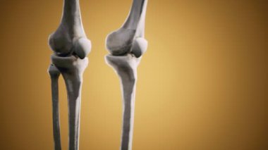 Tam bir insan iskeleti