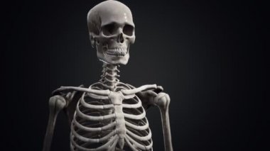 Tam bir insan iskeleti
