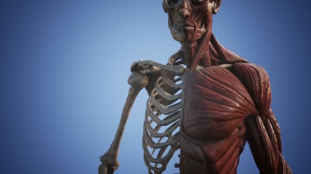 Układ mięśniowy i szkieletowy ludzkiego ciała — Wideo stockowe