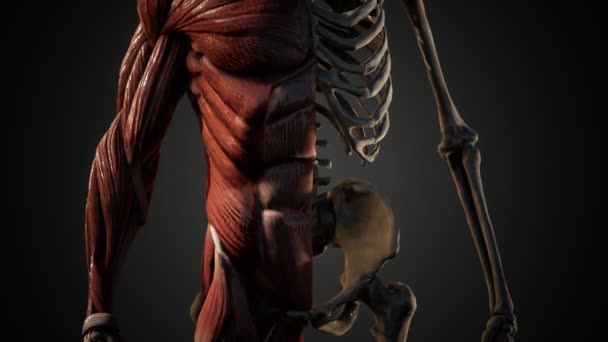 Muscular and skeletal system of human body — Stock Video