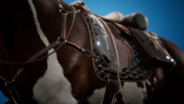 Siodło ze strzemionami na grzbiecie konia — Wideo stockowe