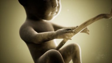 Bir insan fetüsünün tıbbi 3 boyutlu animasyonu