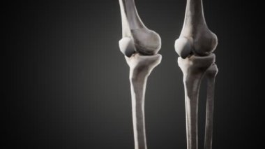 Tam bir insan iskeleti