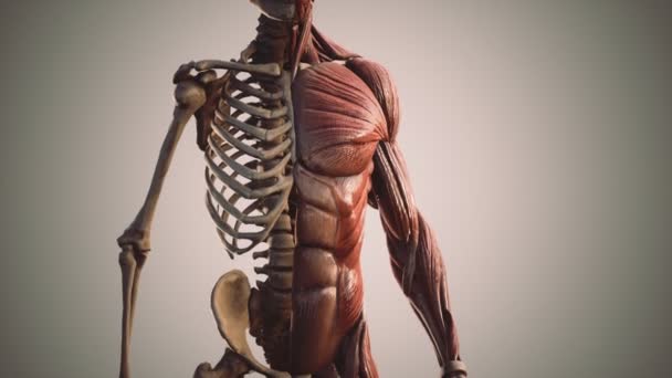 Sistema muscular e esquelético do corpo humano — Vídeo de Stock