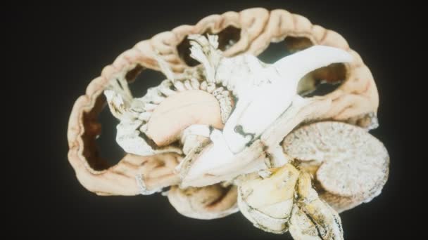 Medizinische Anotomie des echten menschlichen Gehirns — Stockvideo