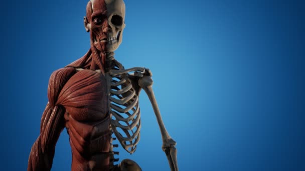 Sistema muscular y esquelético del cuerpo humano — Vídeo de stock