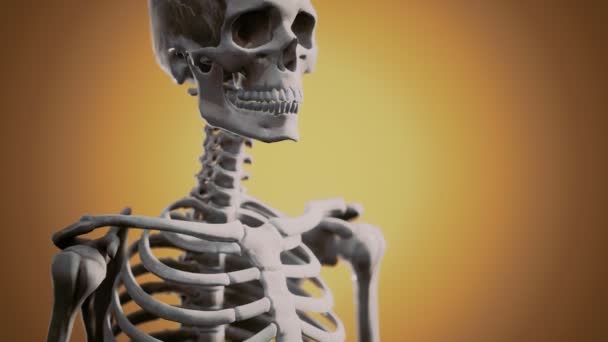 Esqueleto humano completo em pé — Vídeo de Stock