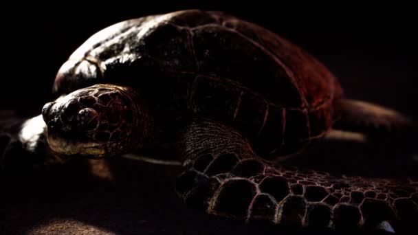 Sea turtle at beach sand — Stock Video