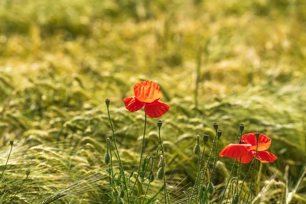 Red Poppies Green Meadow — Stock Photo, Image