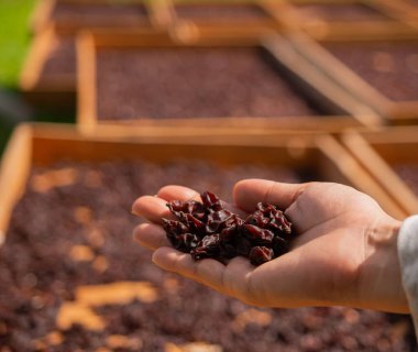 Kuru üzümlü kuru üzüm tutan çiftçinin eli güneş ışığı bağında arka planda, 