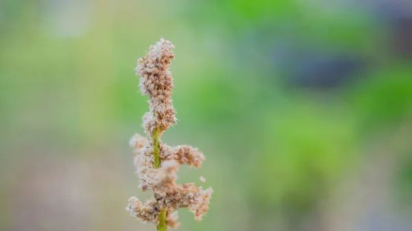 Una Flor Hierba Seca Fondo Borroso Naturaleza Textura Hermosa Pantalla —  Fotos de Stock