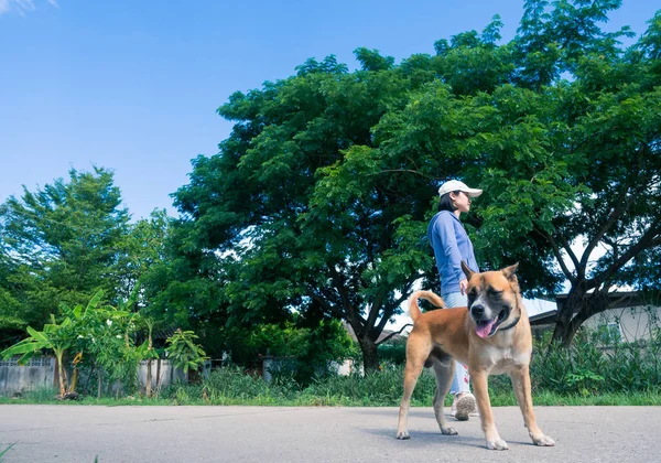 Mulher Bonita Andando Cão Bonito Natureza Proprietário Cão Andando Rua — Fotografia de Stock