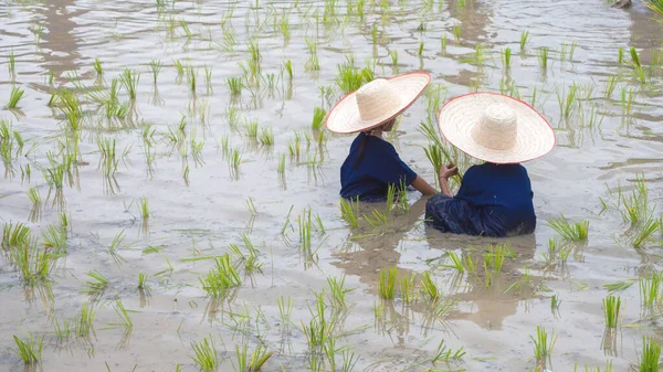 İki küçük çocuk pirinç yetiştirirken oturup Asya 'nın tarım kavramını benimsiyor. kopya-scpac