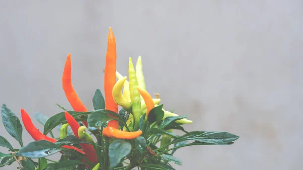 Färgglada chilis och bor isolerad i vit bakgrund, ört eller skålen ingredienser. Royaltyfria Stockfoton