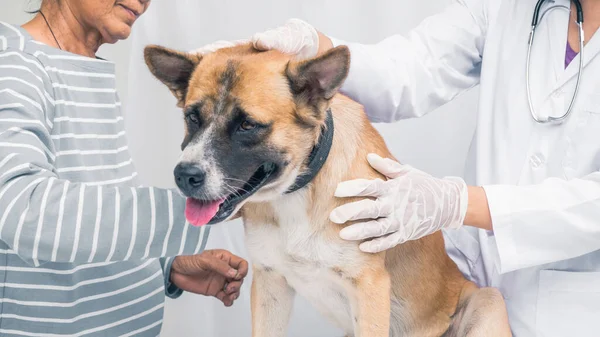Hund im Krankenhaus, Nahaufnahme krankes Hundegesicht, Senior bringt Hund in Tierklinik, Arzt pflegt Hund zum Entspannen. Stockfoto