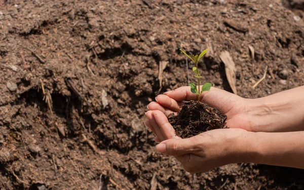 Hand Hält Junge Pflanze Bereit Mit Gesundem Boden Wachsen Rettet Stockbild