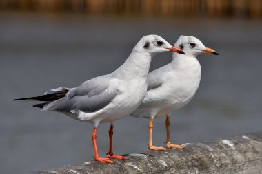 İki martı eski bir iskelede oturuyor..