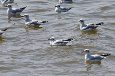 Suda oturan ve havada uçan martılar..