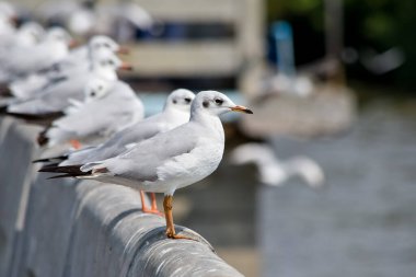 Denizdeki iskelede oturan martılar. yakın çekim görünümü.
